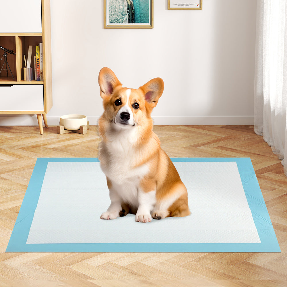 Corgi sitting on a 24 x 36 inch pet wee pee pad, made of soft non-woven fabric for effective training and cleanliness.
