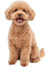 Charcoal dog pee pads in a stack with a fluffy dog, featuring 6-layer leak-proof design for effective absorption.