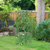 Foldable A-frame trellis supports for climbing plants, featuring a sturdy steel frame and large planting area for.