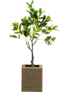 Artificial lemon tree with vibrant leaves and fruits in a solid pot, perfect for indoor decoration and maintenance-free.