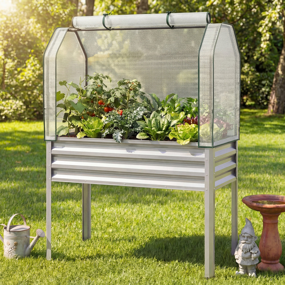 Galvanized raised garden bed with greenhouse cover, ideal for growing vegetables and flowers, elevated for comfortable.