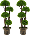 3 FT Artificial Cypress Topiary Tree Set of 2 Realistic Greenery Plant with Spiral Vines