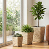Three sizes of natural rattan planter boxes with removable liners, perfect for indoor and outdoor planting.