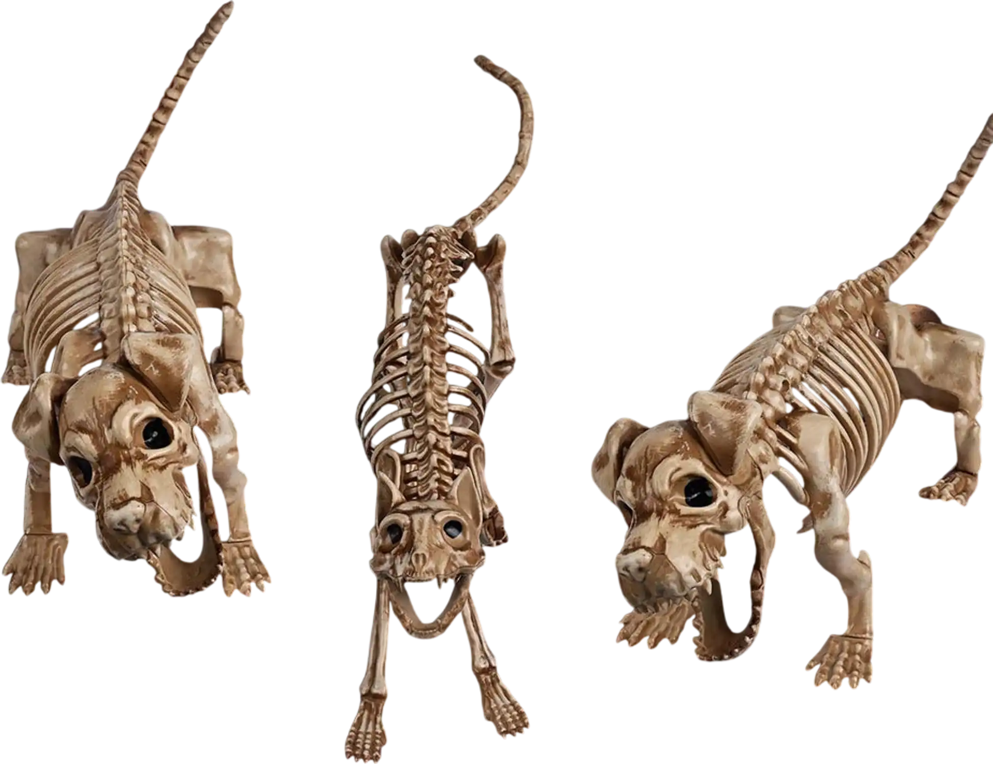 Yescom Halloween Decoration Animal Skeletons New