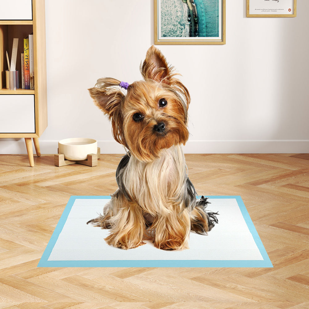 Yorkshire Terrier sitting on a blue dog pee pad, ideal for potty training with maximum absorption and leak protection.