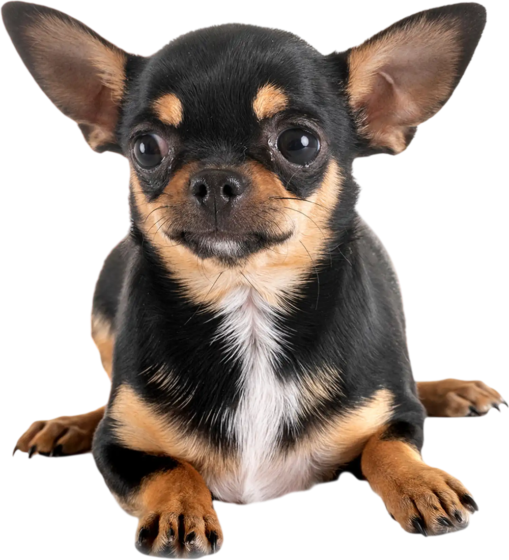 Chihuahua on blue dog pee pads, 18" x 13", 300 counts, designed for potty training and leak protection.