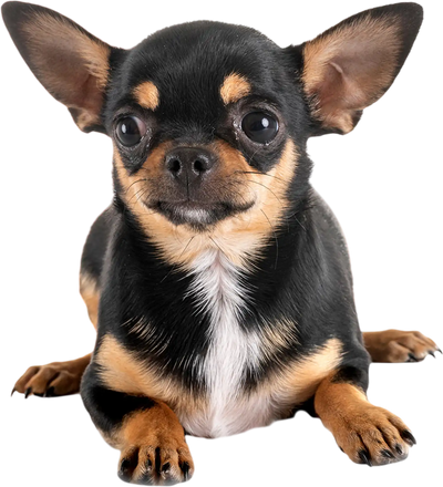 Costway Dog & Puppy Pee Pads Potty Training 18