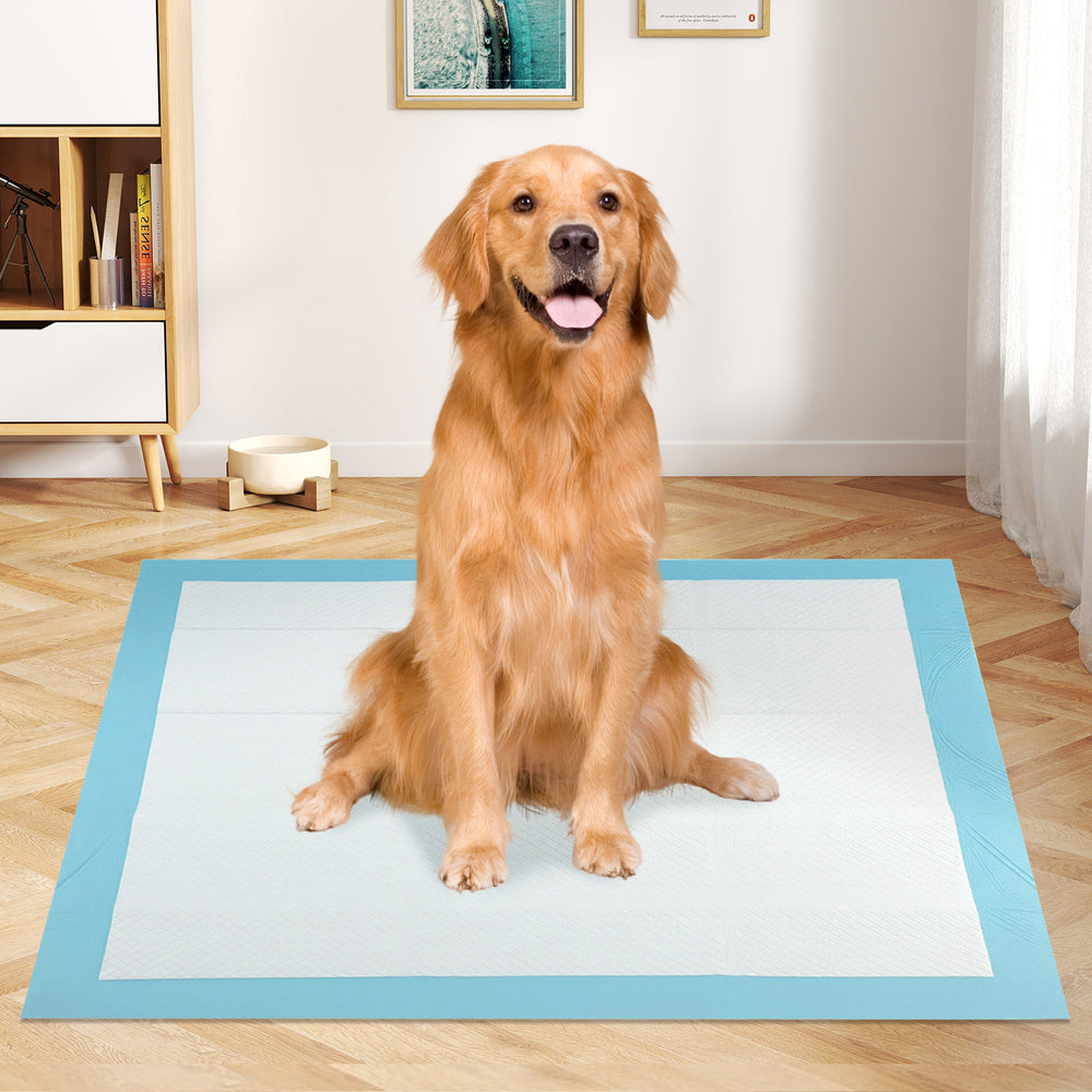Golden retriever sitting on a blue 36" x 36" dog pee pad, designed for potty training with maximum absorption.