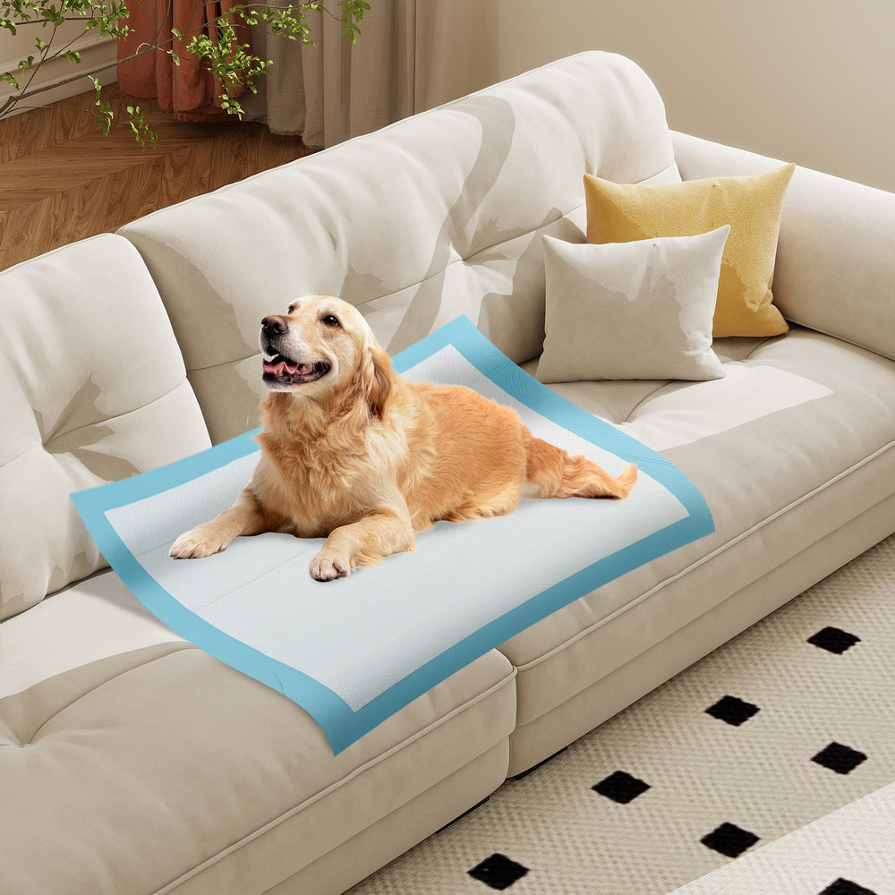 Golden retriever lying on a blue dog pee pad on a sofa, ideal for potty training and protecting furniture.