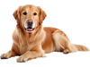 Dog and puppy pee pads 36" x 36" in blue, featuring a 5-layer design for maximum absorption and leak protection.