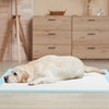 Dog lying on a blue 36" x 36" pee pad, designed for potty training with maximum absorption and leak protection.