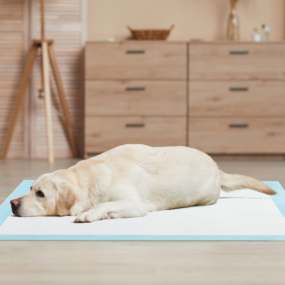 Dog lying on a blue 36" x 36" pee pad, designed for potty training with maximum absorption and leak protection.