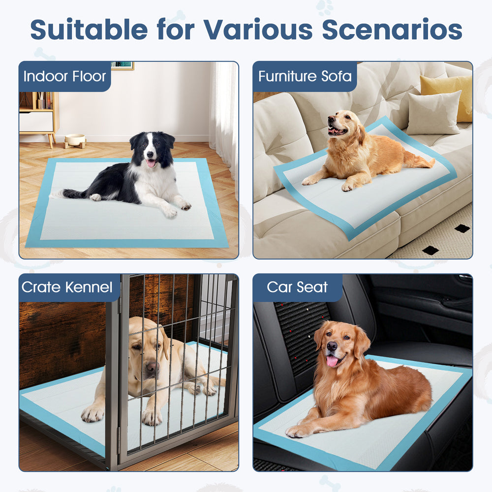 Dog and puppy pee pads 36" x 36" in blue, designed for potty training with leak-proof protection for various surfaces.