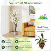 Faux plum blossom plant with white fabric flowers and solid wood trunk, perfect for elegant indoor decor without.