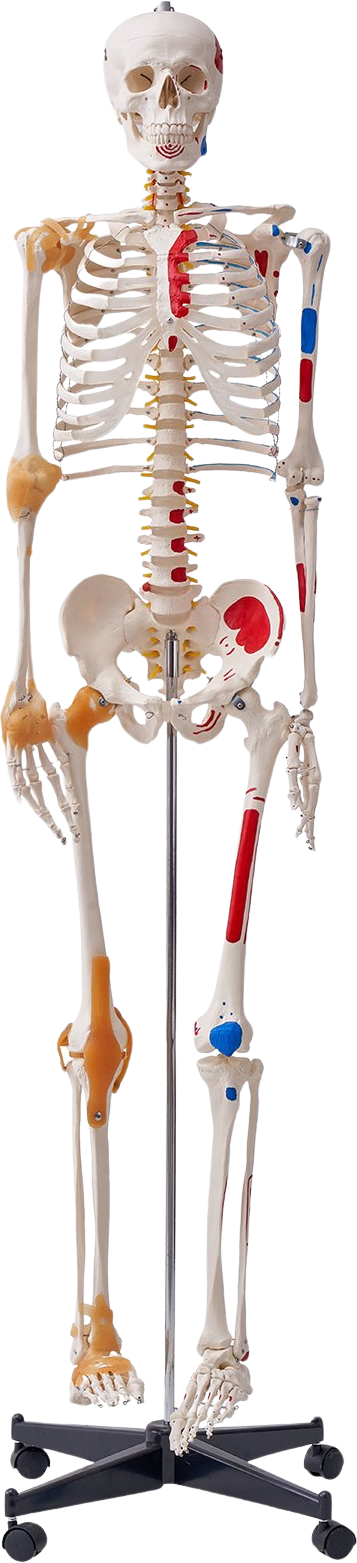 Vevor Human Skeleton Model 71.65