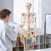 Vevor Human Skeleton Model 71.65" Life-Size PVC Anatomical Model with Ligaments and Movable Joints New