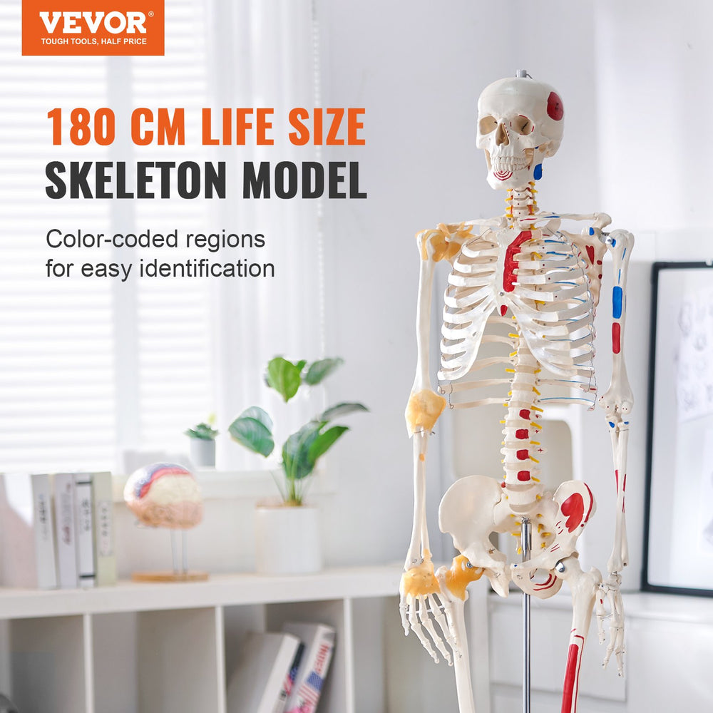 Vevor Human Skeleton Model 71.65" Life-Size PVC Anatomical Model with Ligaments and Movable Joints New