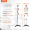 Vevor Human Skeleton Model 71.65" Life-Size PVC Anatomical Model with Ligaments and Movable Joints New