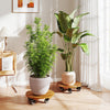 Heavy Duty Acacia Wood Rolling Plant Stand with 360° Lockable Casters-Set of 2 - Gallery View 1 of 9