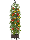 Indoor outdoor raised garden bed with trellis, featuring tomatoes, adjustable height, and wheels for easy mobility.
