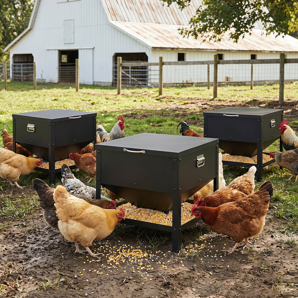 Large capacity black chicken feeding box with openable lid, designed for easy refills and elevated for protection.