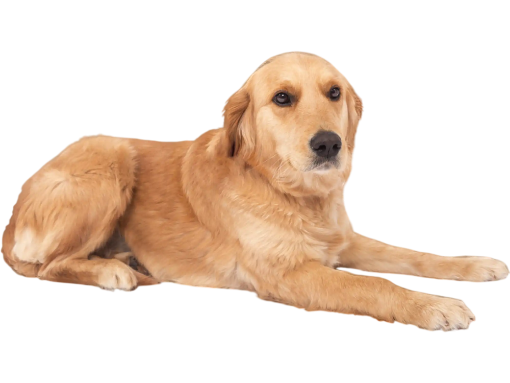 Orthopedic dog bed in gray with memory foam support for large dogs, featuring a waterproof cover and non-slip bottom.