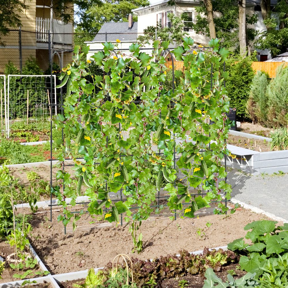 U-shaped tall garden trellis for climbing plants, featuring sturdy PE-coated metal tubes and secure anchoring for.