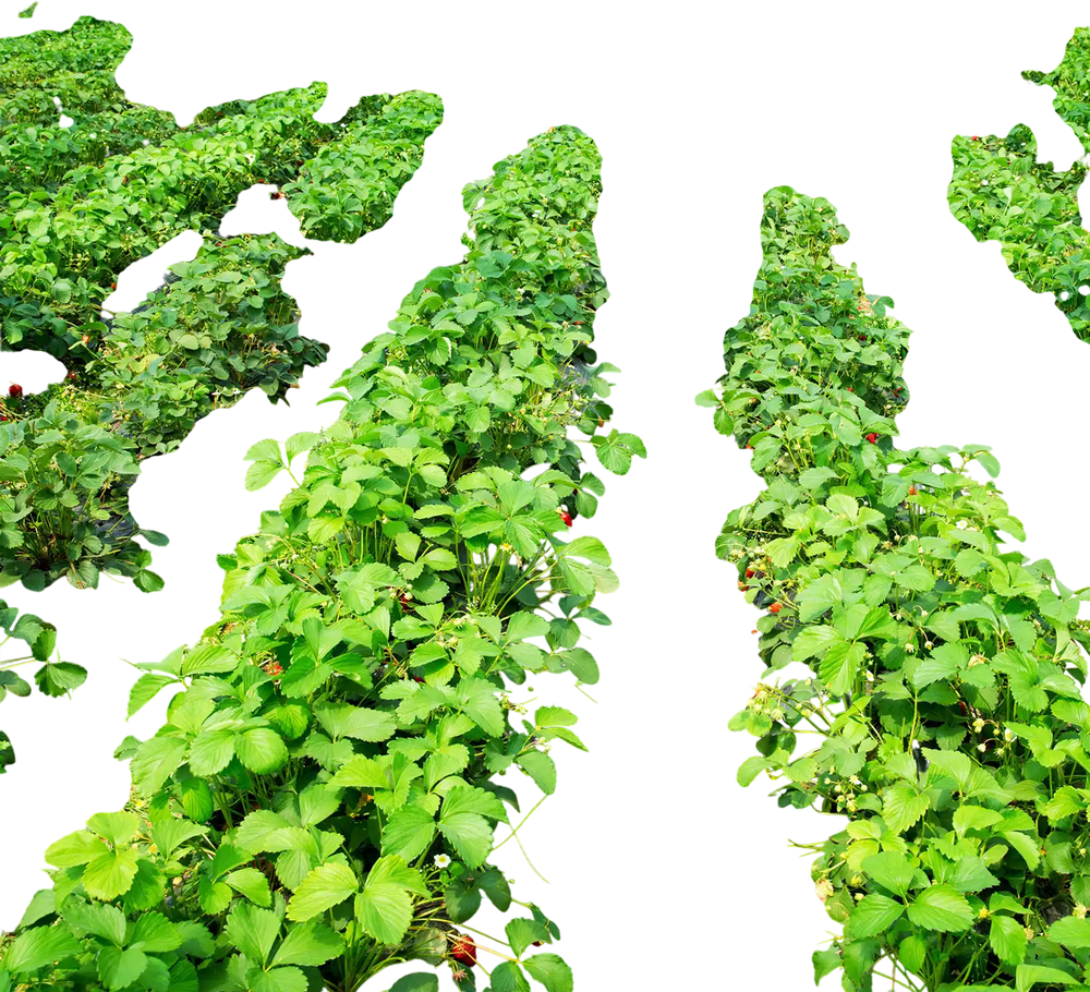 Weed barrier landscape fabric in a greenhouse, featuring eco-friendly PP material for effective weed prevention and.