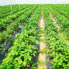 6.5 x 330/4 x 250/6 x 300 Feet Weed Barrier Landscape Fabric-4 ft - Gallery View 1 of 10