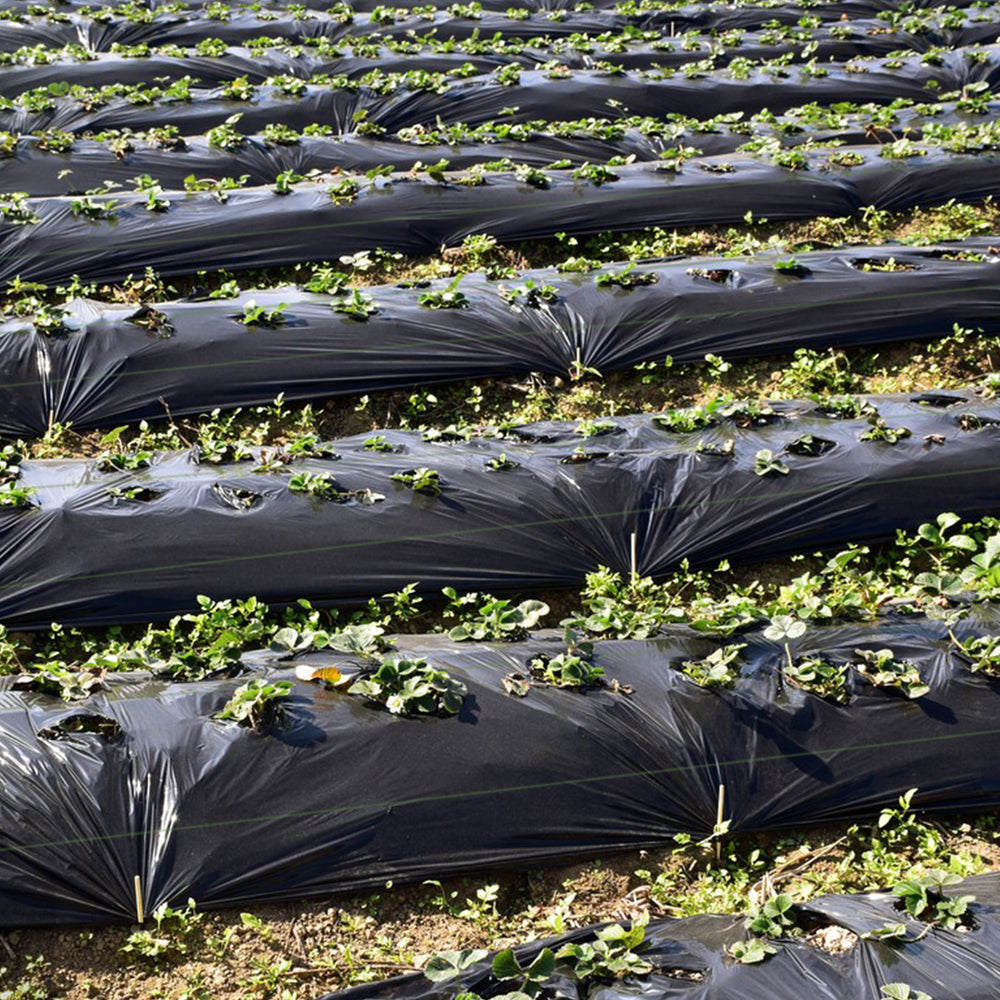 Weed barrier landscape fabric with plants growing through, featuring clear guide lines for easy installation and.