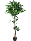 5.5 Feet Artificial Ficus Silk Tree with Wood Trunks