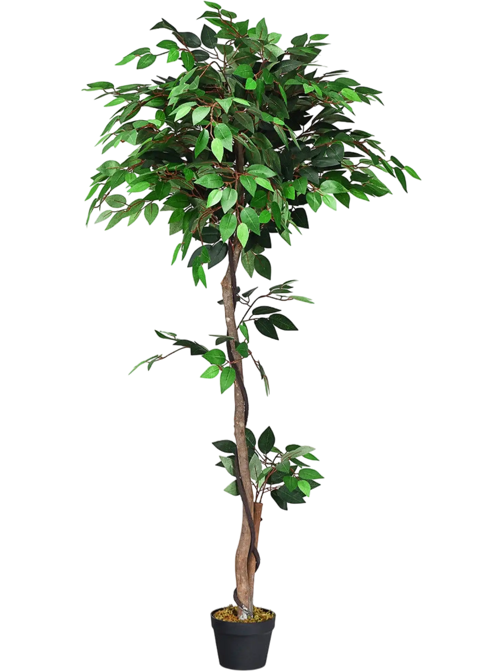 5.5 Feet Artificial Ficus Silk Tree with Wood Trunks
