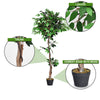 5.5 feet artificial ficus tree with realistic leaves and trunks, cement base with moss, perfect for home or office.