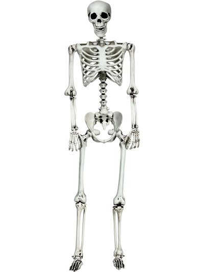 Costway 5.4' Life Size Realistic Full Body Hanging Halloween Skeleton 83590624 New