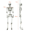 Full-body 5.4-foot Halloween skeleton with movable joints, ideal for spooky decorations at parties and outdoor settings.