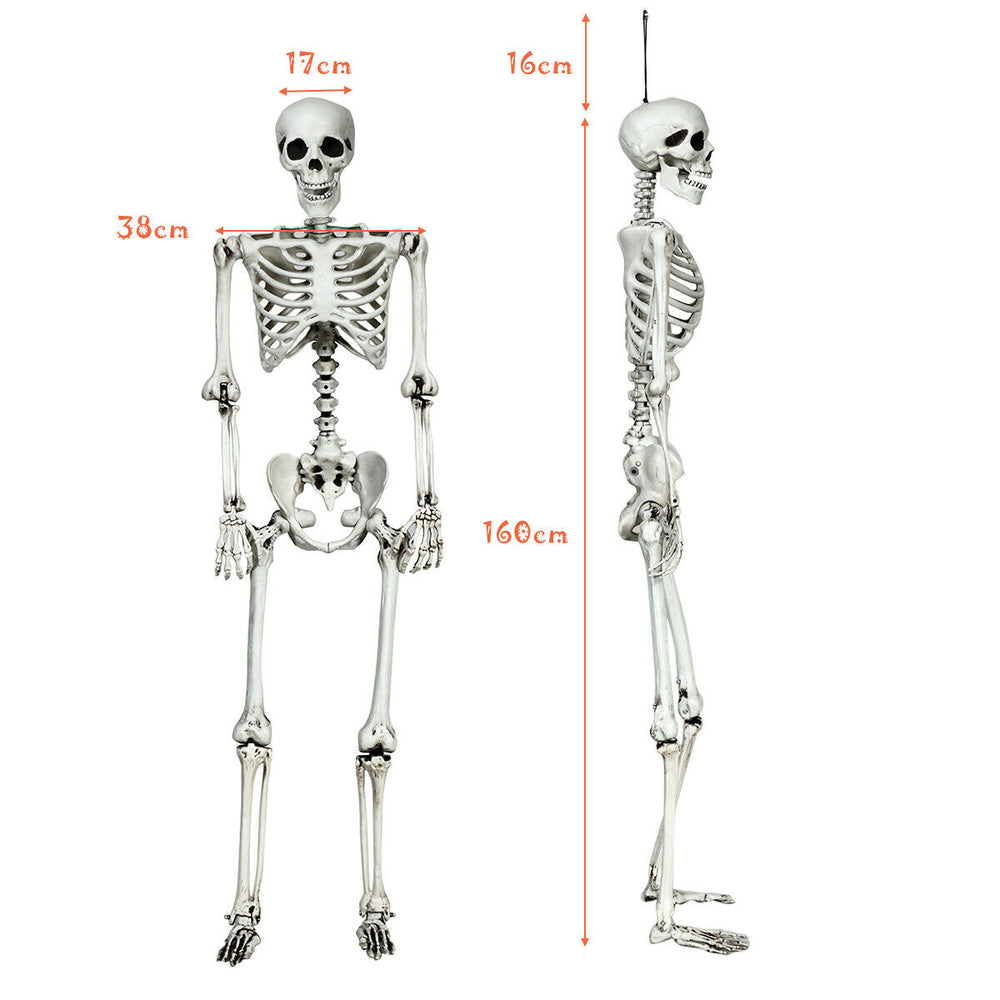 Full-body 5.4-foot Halloween skeleton with movable joints, ideal for spooky decorations at parties and outdoor settings.