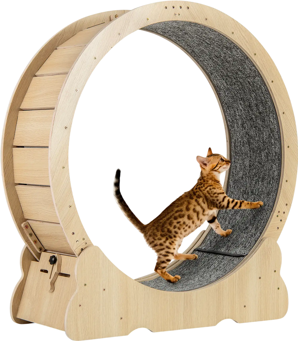 Large 40-inch cat exercise wheel in natural wood with carpeted runway, designed for indoor cats to promote exercise and.