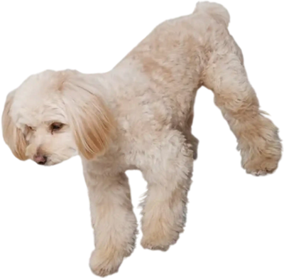 Vevor Dog Ramp Folding Adjustable 47.2