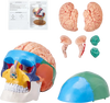 VEVOR Human Skull Model, 8 Parts Brain & 3 Parts Skull, Life-Size Painted Anatomy Skull Model, PVC Anatomical Skull, Detachable Learning Skull Model for Professional Teaching, Researching and Learning