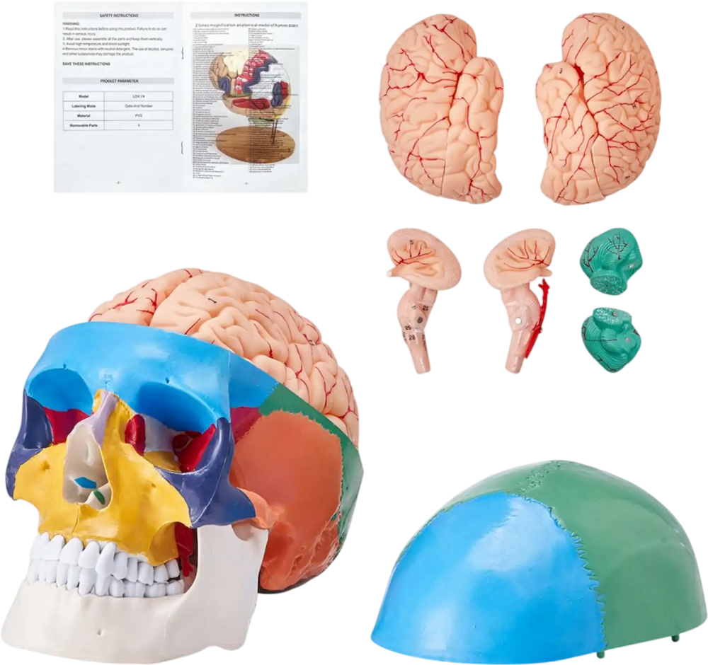 VEVOR Human Skull Model, 8 Parts Brain & 3 Parts Skull, Life-Size Painted Anatomy Skull Model, PVC Anatomical Skull, Detachable Learning Skull Model for Professional Teaching, Researching and Learning