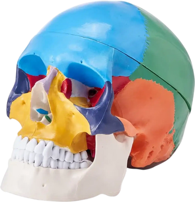Vevor Human Skull Model Life-Size 3-Part Painted Anatomy Skull New