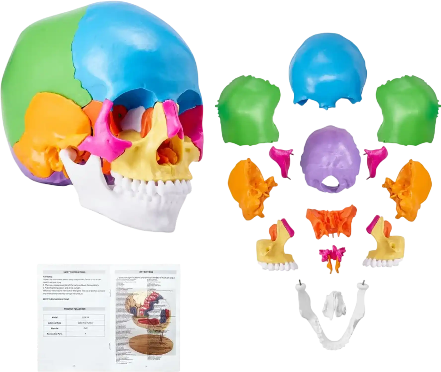Vevor Human Skull Model Life-Size 22-Part Painted Anatomy Learning Model New