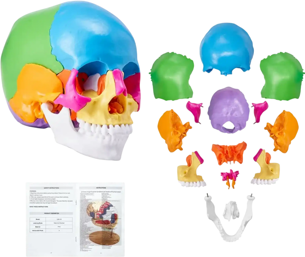 VEVOR Human Skull Model, 22 Parts Human Skull Anatomy, Life-Size Painted Anatomy Skull Model, PVC Anatomical Skull, Detachable Learning Skull Model, for Professional Teaching, Researching and Learning