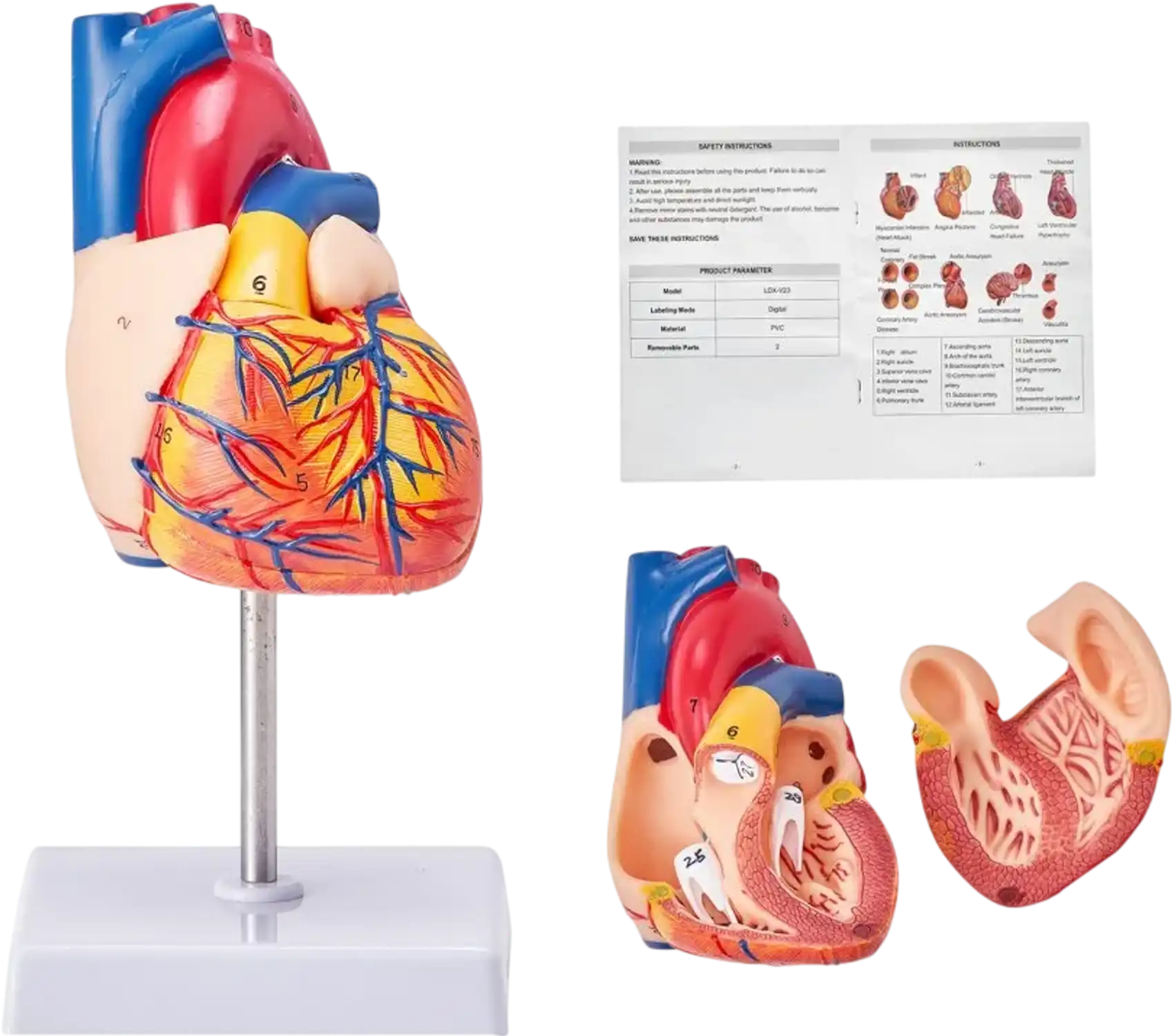 Vevor Heart Model Life-Size 2-Part Anatomical Teaching Model New