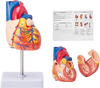 VEVOR Human Heart Model, 2-Part 1:1 Life Size, Anatomically Accurate Numbered Anatomical Heart Model with Anatomically Correct Structures, Magnetic Design, Held Together on Display Base for Learning