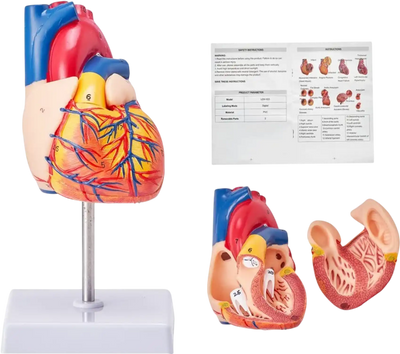 Vevor Heart Model Life-Size 2-Part Anatomical Teaching Model New
