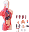 VEVOR Human Body Model, 15 Parts 11 inch, Human Torso Anatomy Model Anatomical Skeleton Model with Removable Organs, Educational Teaching Tool for Students Science Learning School Education Display