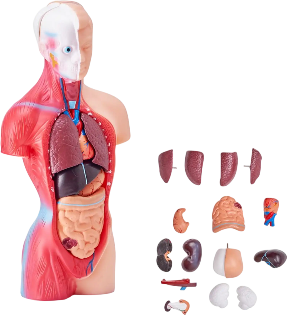 VEVOR Human Body Model, 15 Parts 11 inch, Human Torso Anatomy Model Anatomical Skeleton Model with Removable Organs, Educational Teaching Tool for Students Science Learning School Education Display
