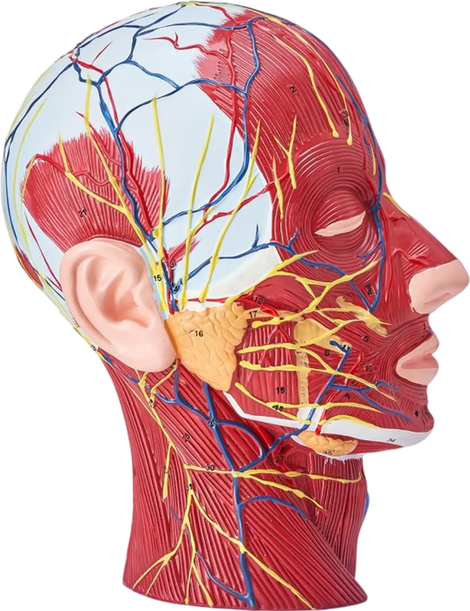 Vevor Anatomical Head Model Human Half Head Superficial Neurovascular with Musculature 1:1 Life Size New