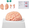 VEVOR Human Brain Model Anatomy, 1:1 Life-Size 9-Part Human Brain Anatomical Model with Labels & Display Base, Detachable Brain Model for Science Research Teaching Learning Classroom Study Display